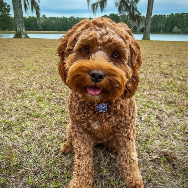 Cavapoo in Tallahassee, Florida