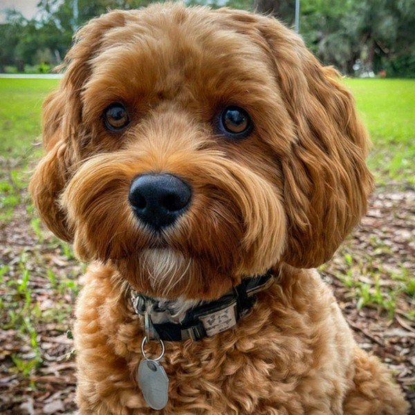 Cavapoo in Tampa, Florida
