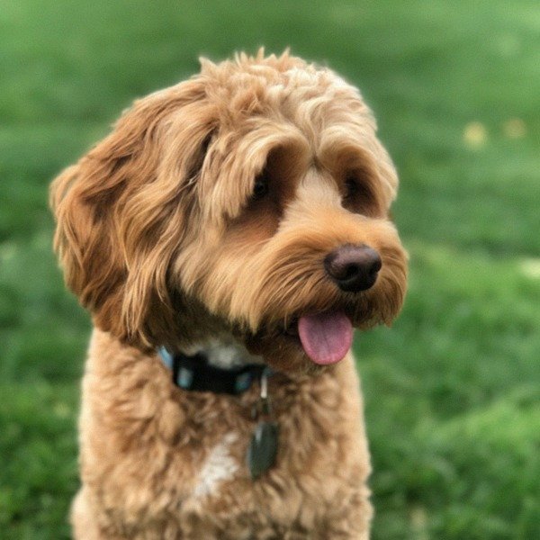 Cavapoo in Yonkers, New York
