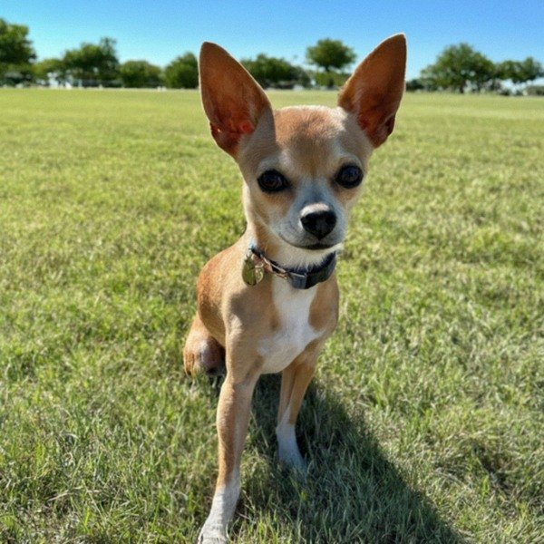 Chihuahua in Amarillo, Texas