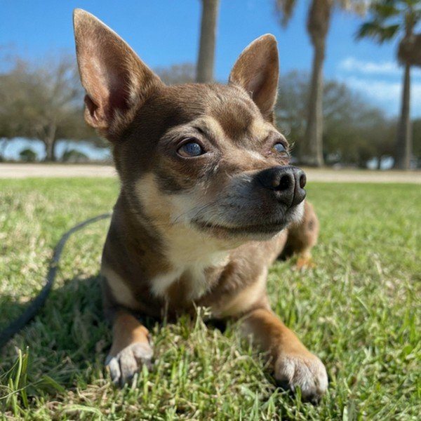 Chihuahua in Corpus Christi, Texas