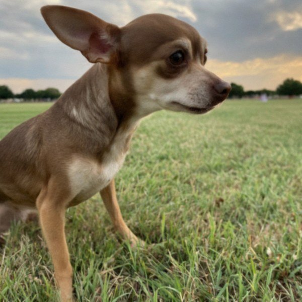 Chihuahua in Frisco, Texas