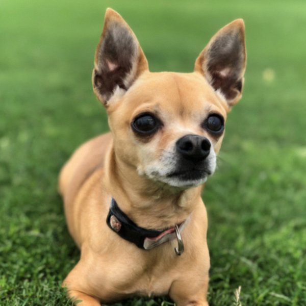 Chihuahua in Grand Prairie, Texas