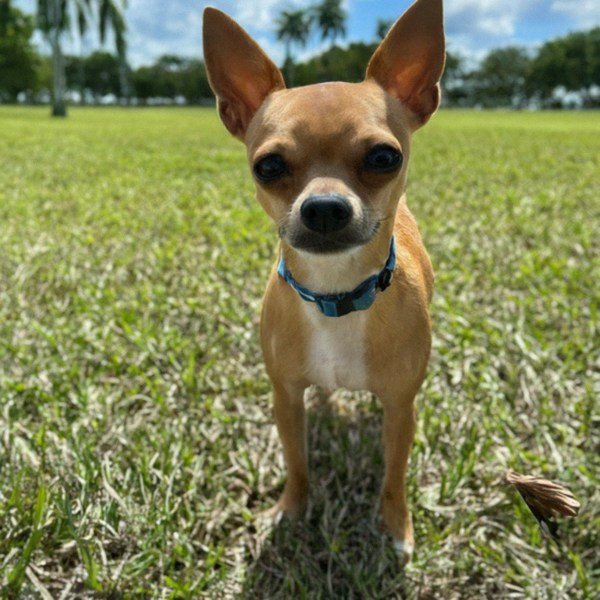 Chihuahua in Hialeah, Florida