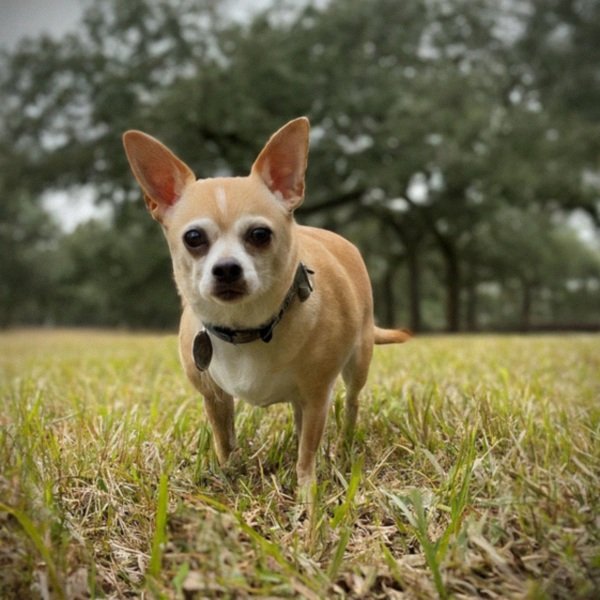 Chihuahua in Houston, Texas