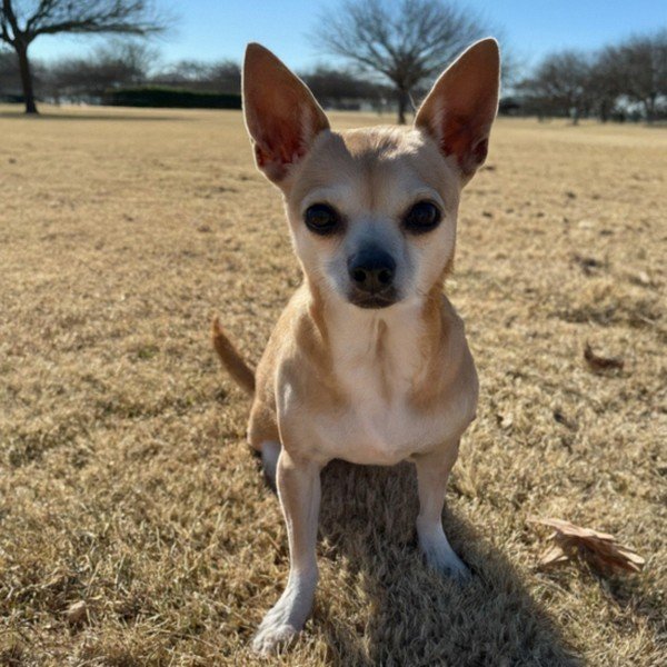 Chihuahua in Irving, Texas
