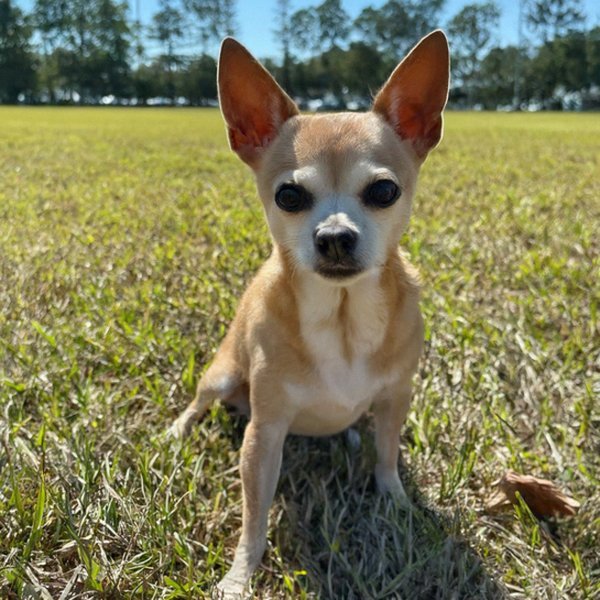 Chihuahua in Jacksonville, Florida