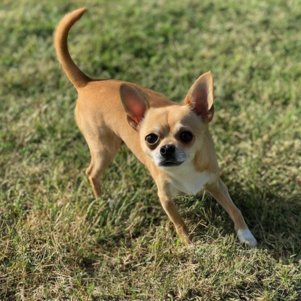 Chihuahua in Lubbock, Texas