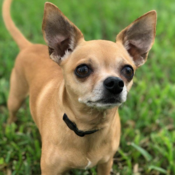 Chihuahua in Miami, Florida