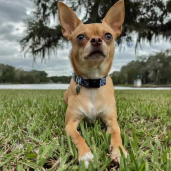 Chihuahua in Orlando, Florida