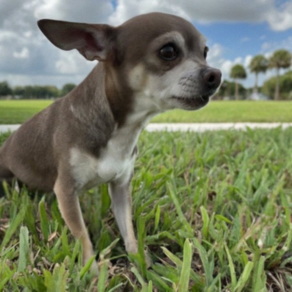 Chihuahua in Pembroke Pines, Florida
