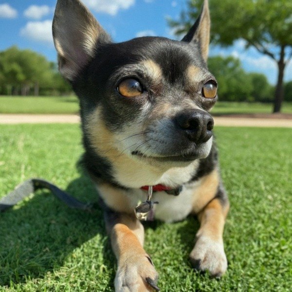 Chihuahua in Plano, Texas