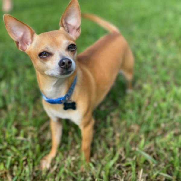 Chihuahua in Port St. Lucie, Florida