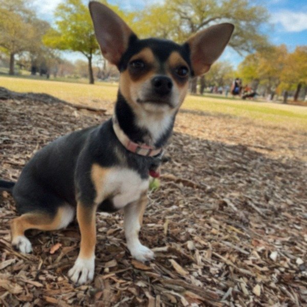 Chihuahua in San Antonio, Texas