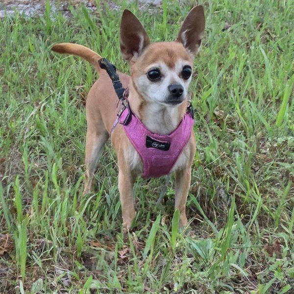 Chihuahua in St. Petersburg, Florida