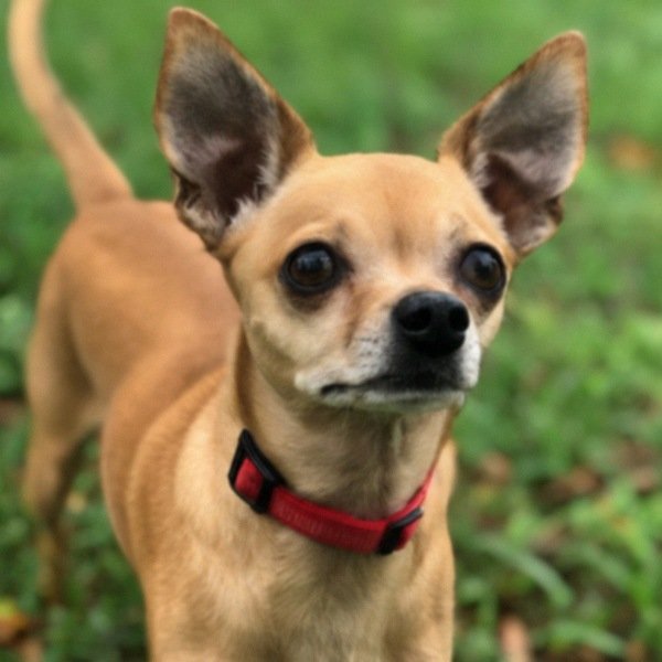 Chihuahua in Tallahassee, Florida