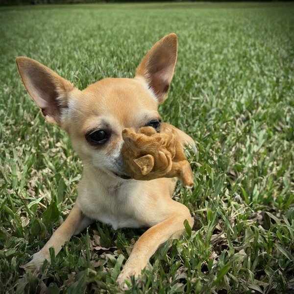 Chihuahua in Tampa, Florida