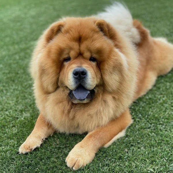Chow Chow in Anaheim, California