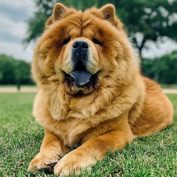 Chow Chow in Austin, Texas