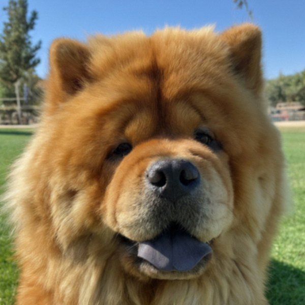 Chow Chow in Bakersfield, California