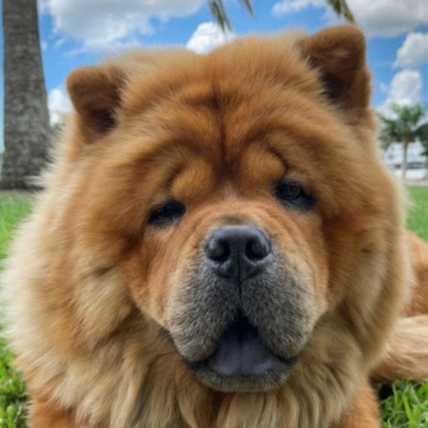 Chow Chow in Cape Coral, Florida