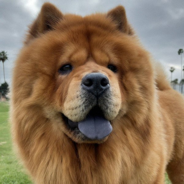 Chow Chow in Corona, California