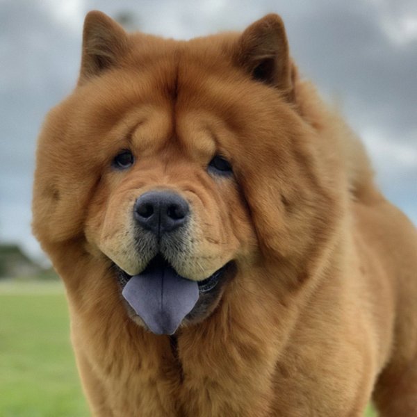 Chow Chow in Corpus Christi, Texas