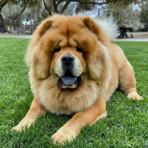 Chow Chow in Escondido, California