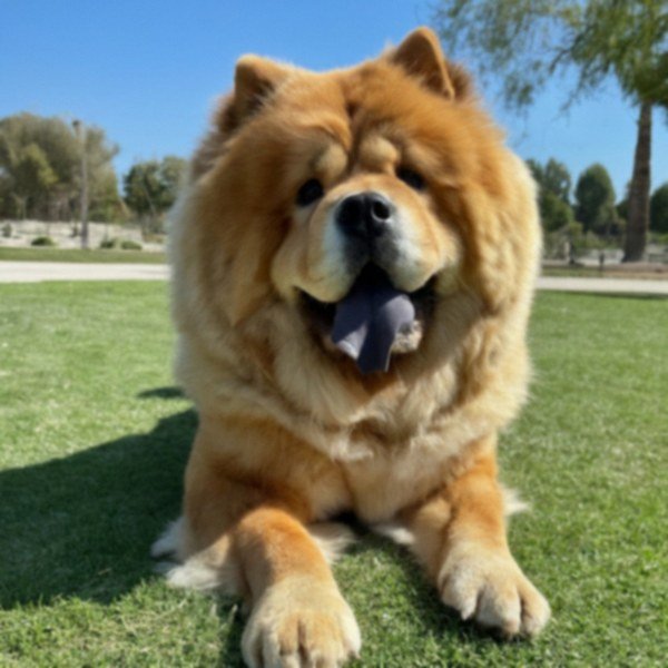 Chow Chow in Fontana, California