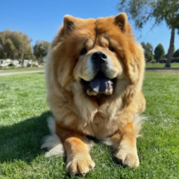 Chow Chow in Fremont, California