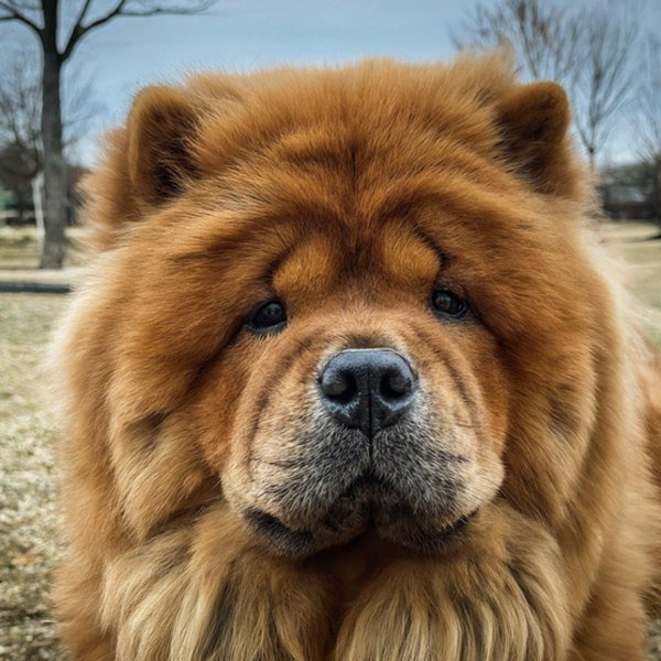 Chow Chow in Frisco, Texas