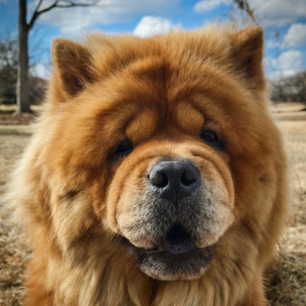 Chow Chow in Garland, Texas