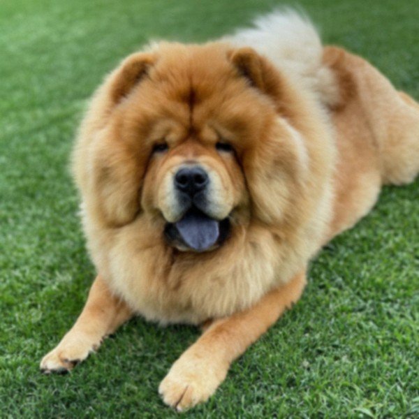 Chow Chow in Glendale, California