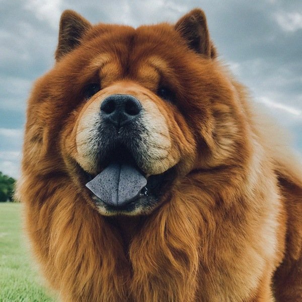 Chow Chow in Grand Prairie, Texas