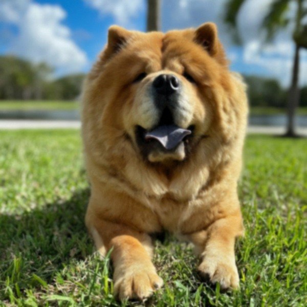 Chow Chow in Hialeah, Florida