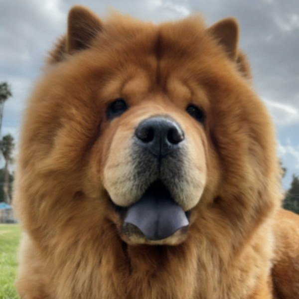 Chow Chow in Hollywood, California