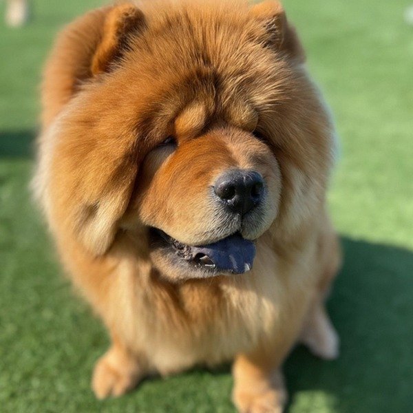 Chow Chow in Huntington Beach, California