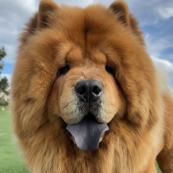 Chow Chow in Irvine, California