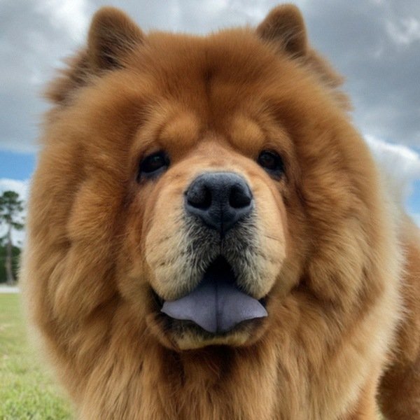 Chow Chow in Jacksonville, Florida