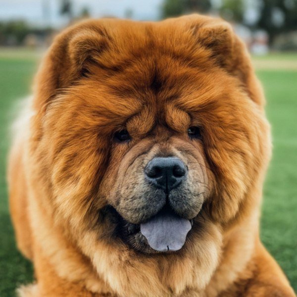 Chow Chow in Lancaster, California