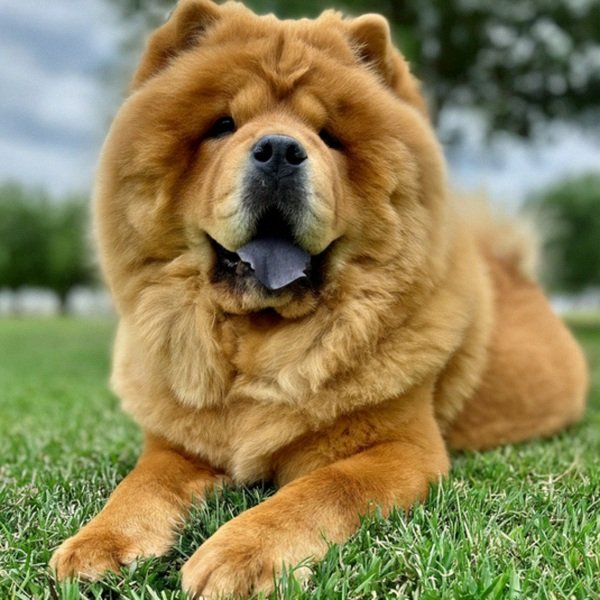Chow Chow in Laredo, Texas
