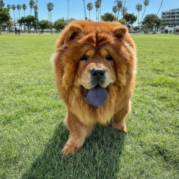 Chow Chow in Long Beach, California