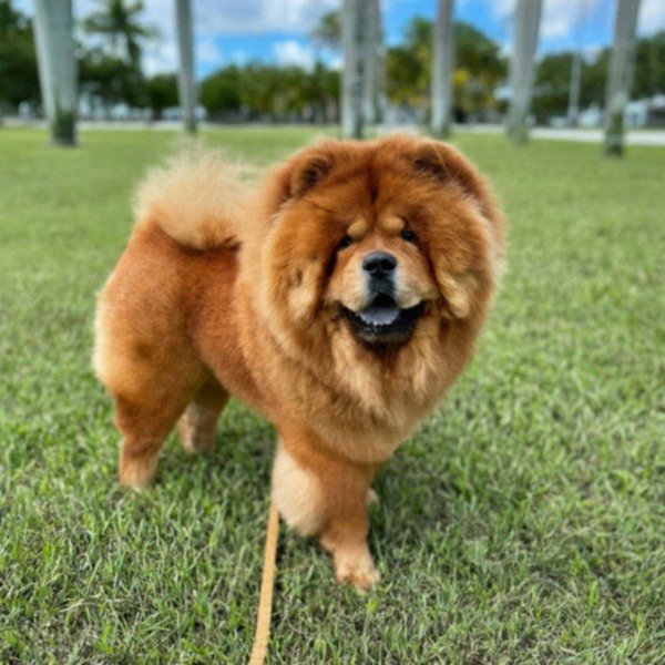 Chow Chow in Miami, Florida