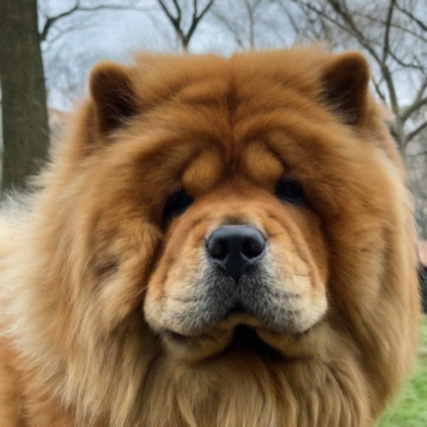 Chow Chow in New York, New York
