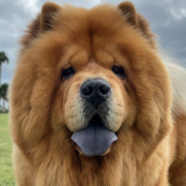 Chow Chow in Orlando, Florida