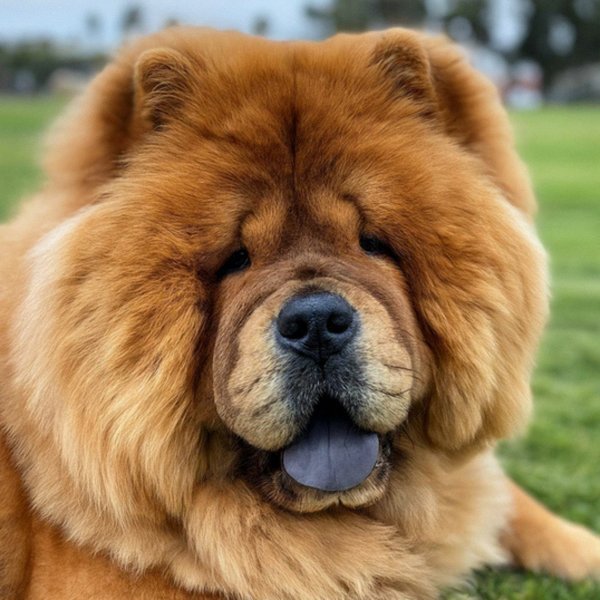 Chow Chow in Oxnard, California