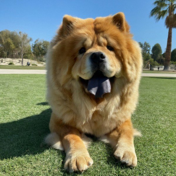 Chow Chow in Palmdale, California