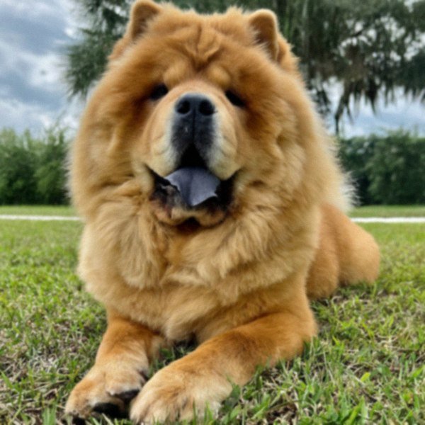 Chow Chow in Pembroke Pines, Florida