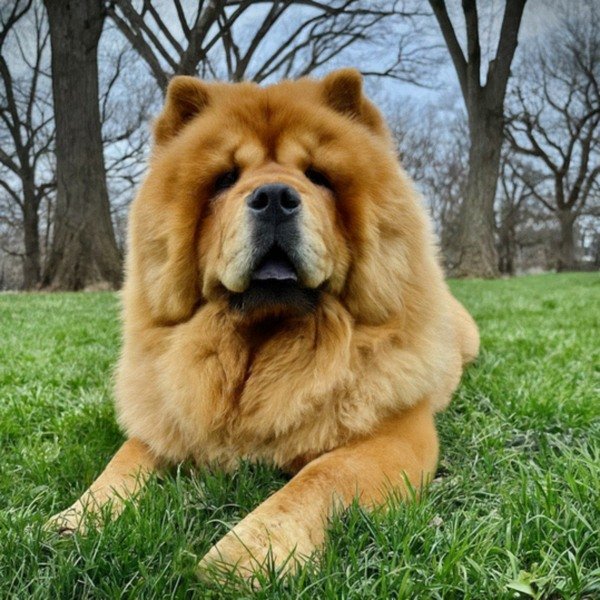 Chow Chow in Philadelphia, Pennsylvania