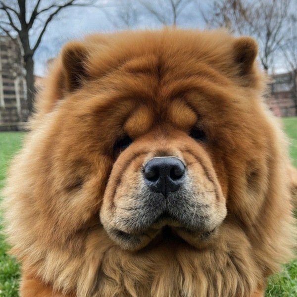 Chow Chow in Pittsburgh, Pennsylvania
